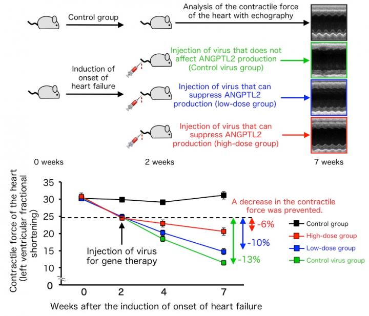 New Gene Therapy Suppresses ANGPTL2 In Cardiac Muscle Cells, Preventing Heart Failure Progression In