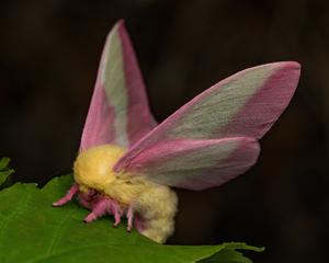 Moths can use disco gene to regulate day/night