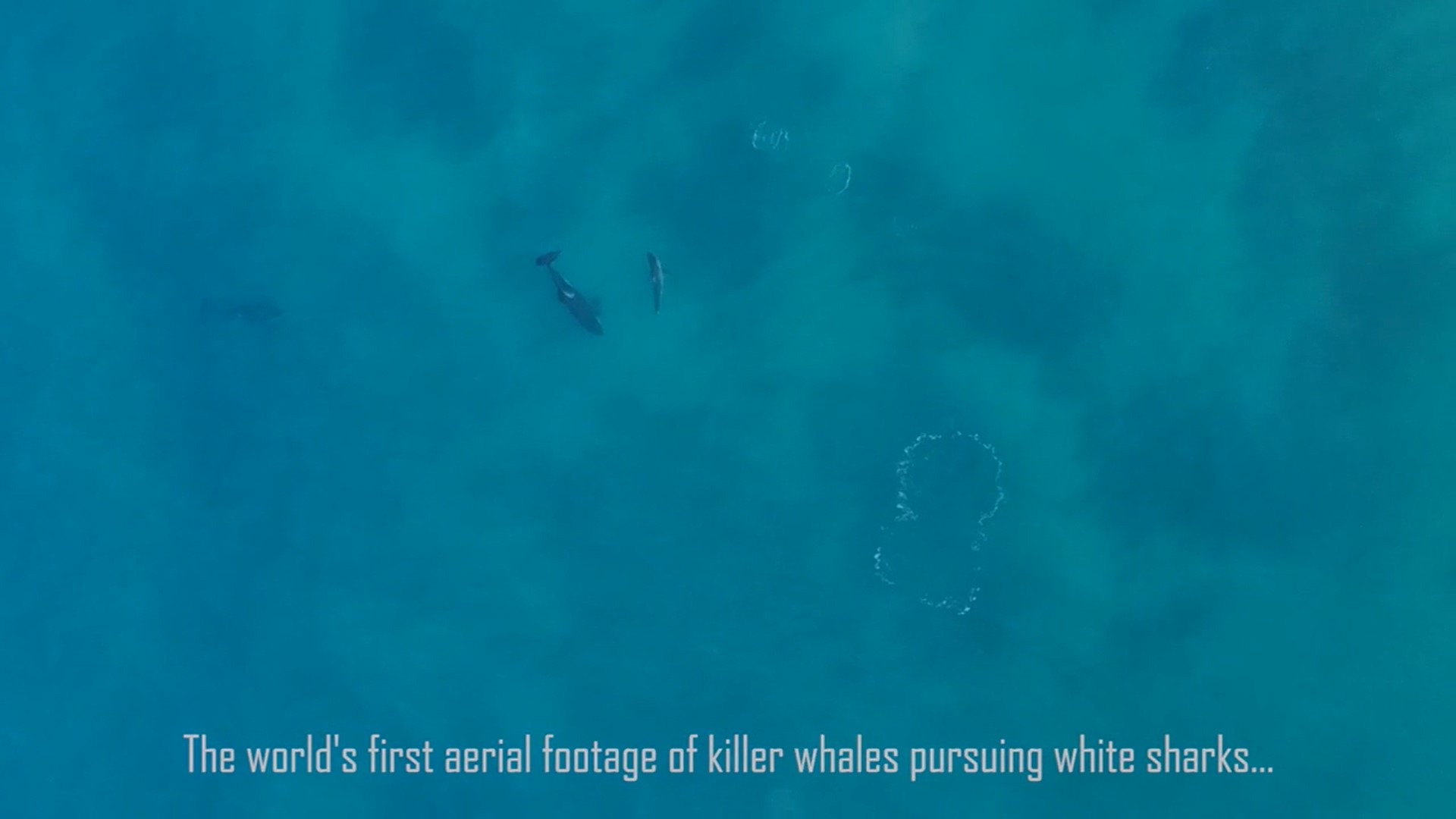 Video footage provides first detailed observation of orcas hunting white