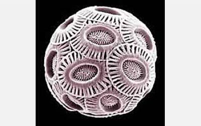 Phytoplankton <I>Emiliania huxleyi</I>