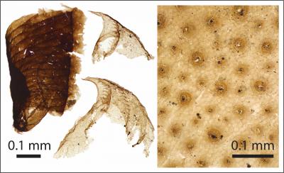 Microscopic Animal Fossils