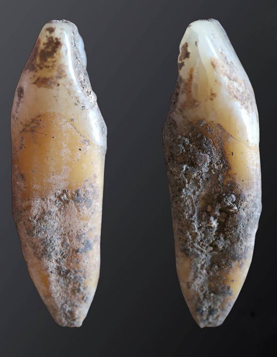Human tooth, Cueva de Malalmuerzo, Spain