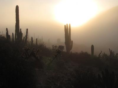 Mutations Explain Flies' Dependence on Unique Cactus (3 of 9)