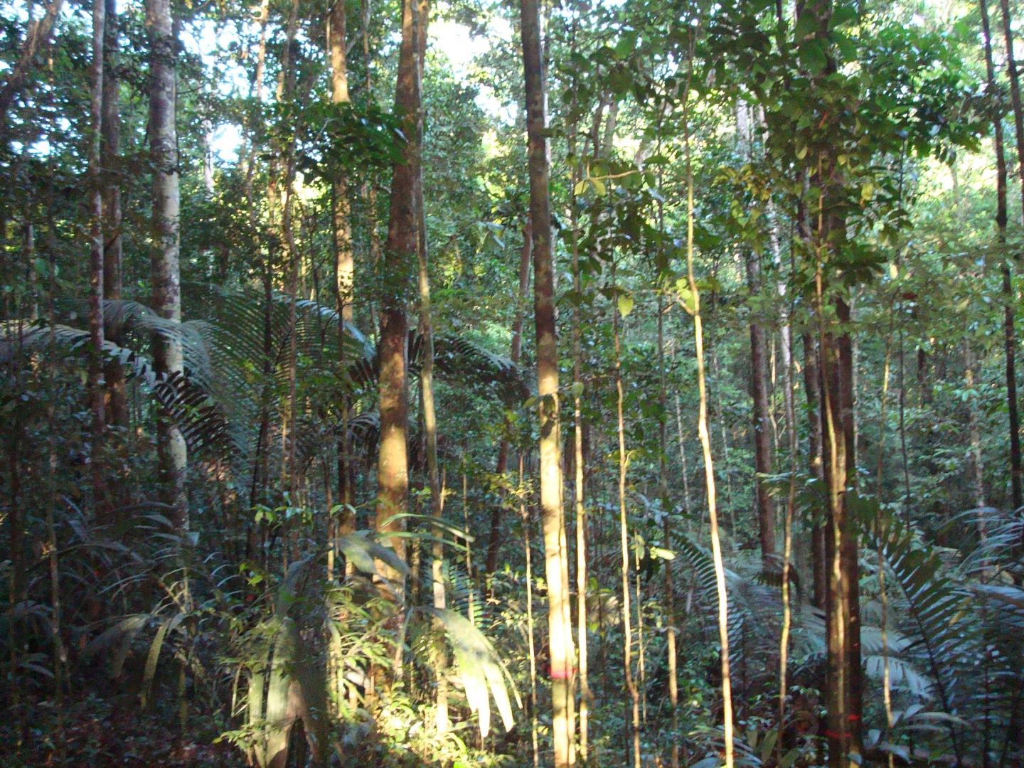 Forest in French Guiana