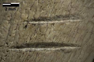 Detail of the Marks on a Fossilized Rib Bone