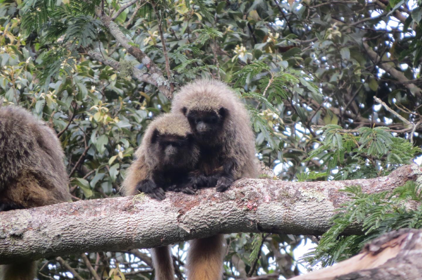 Titi Monkeys Use Probabilistic Predator Calls (8 of 14)