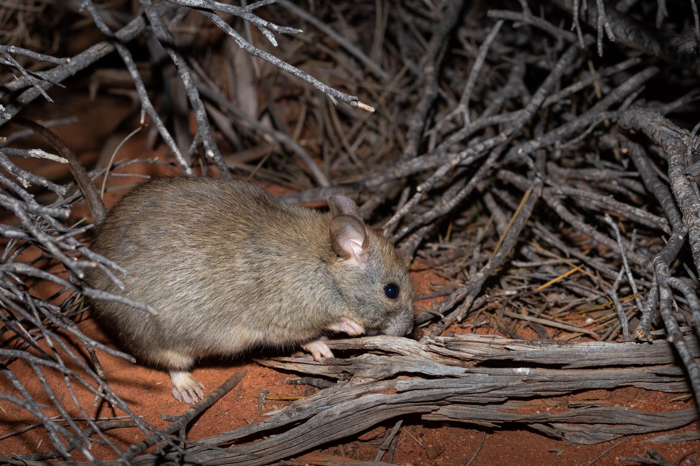Greater Stick-Nest Rat