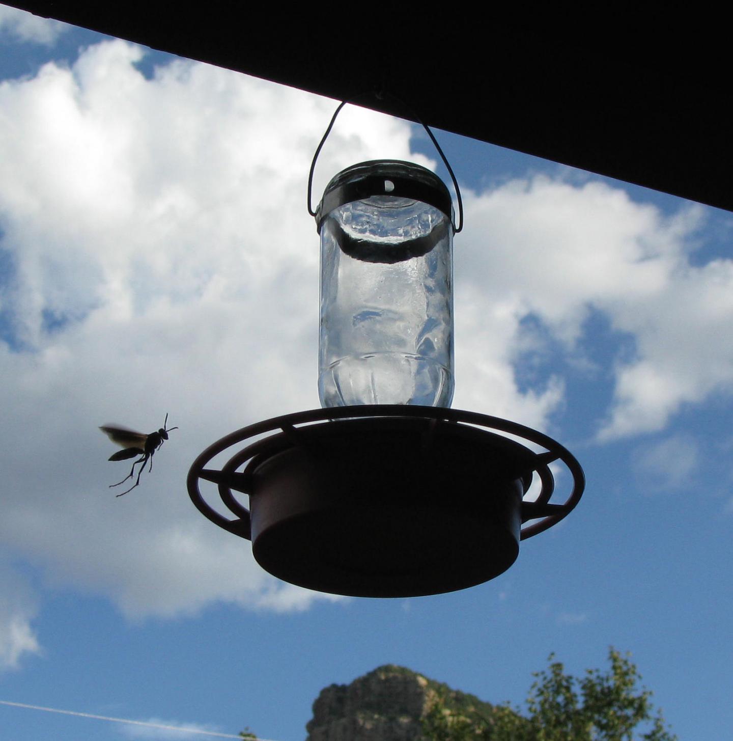 Paper Wasp Foraging for Sugar