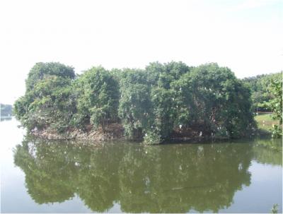 A Breeding Colony of Catlle Egret
