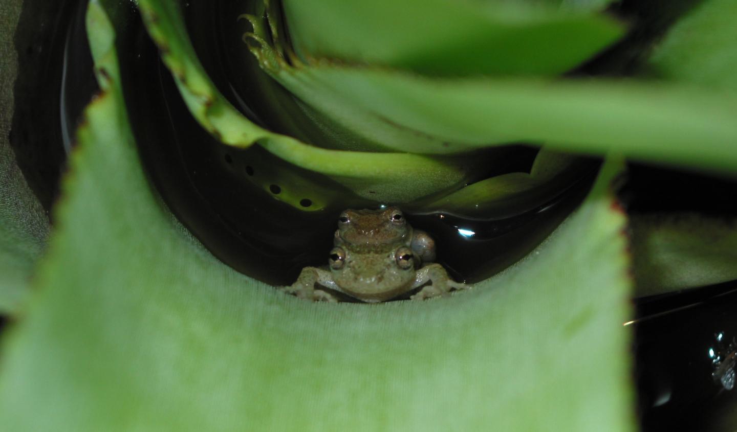 Frogs Mating and Laying Eggs in Bromeliad