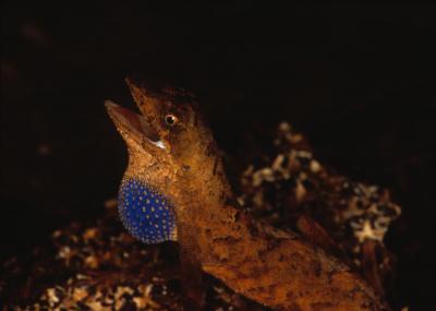 Anolis Nitens Tandai