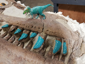 Adult tyrannosaurid teeth (Teratophoneus curriei) at the Natural History Museum of Utah.