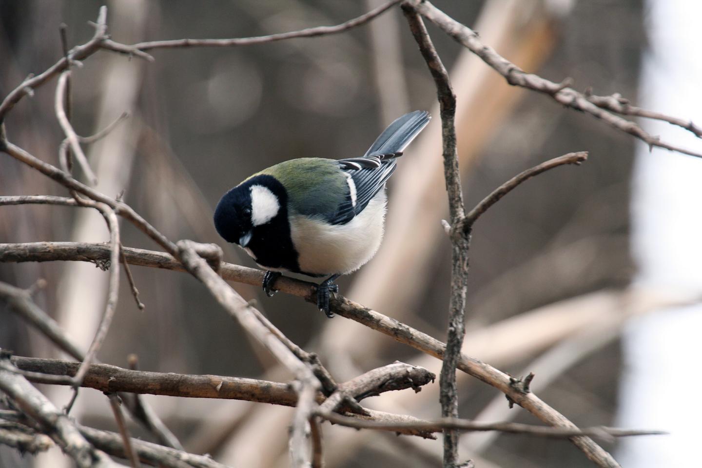 Japanese Great Tit