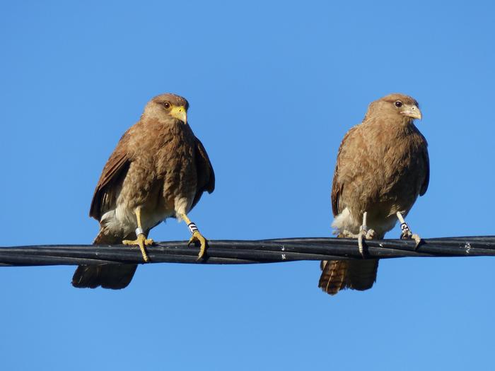 Male and Female Chimango Caracaras