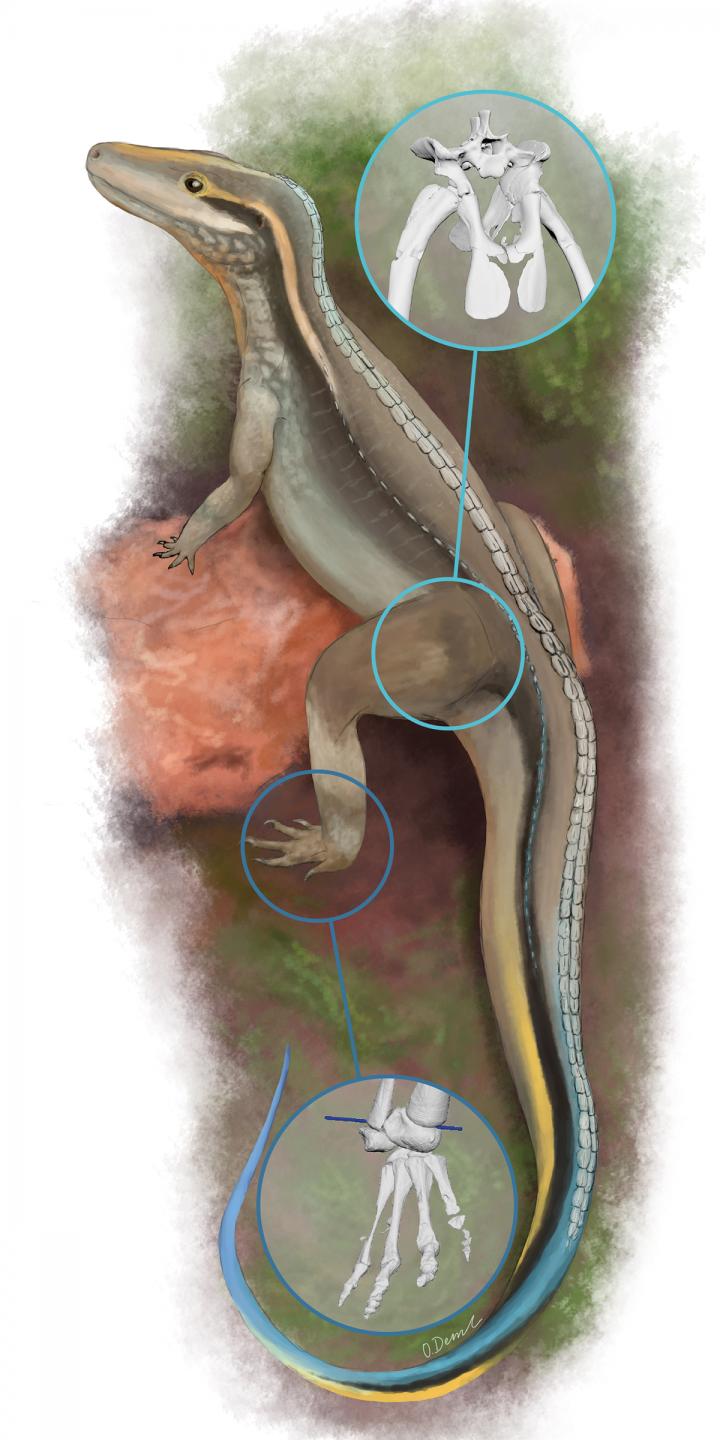 Life reconstruction of Euparkeria