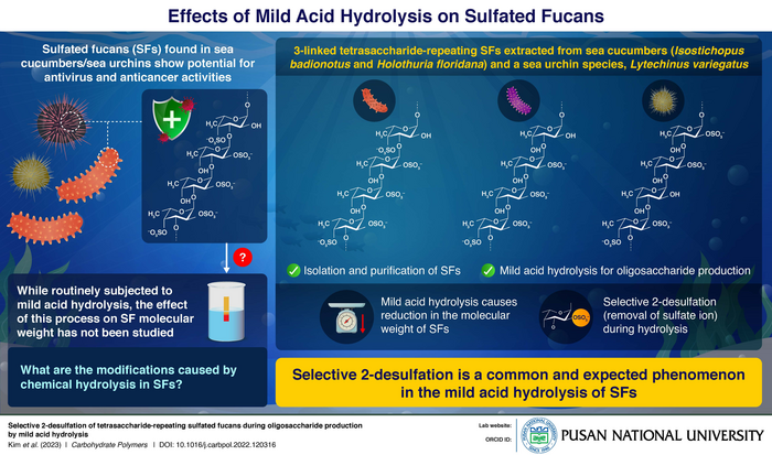 Effects of mild acid hydrolysis on sulfated fucans.