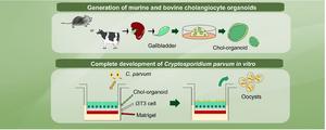 A model of biliary cryptosporidiosis: a cholangiocyte organoid system