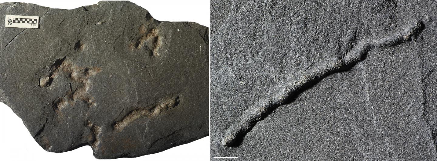 Traces fossiles de déplacement dans des roches vieilles de 2,1 milliards d’années. 