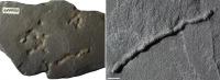 Fossilized Traces of Motility Found in 2.1 Billion Year-Old Rock