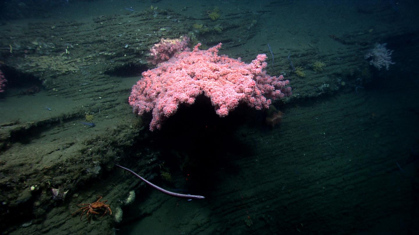 Bubblegum Coral