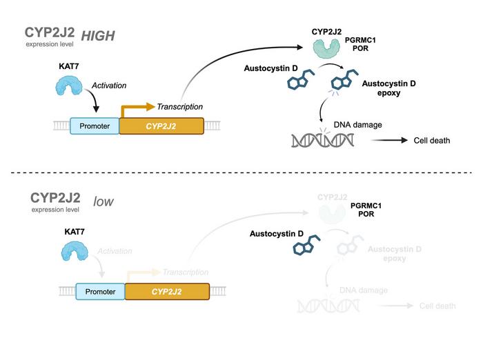 A model explaining the mechanism of cellular injury caused by austocystin D