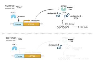 A model explaining the mechanism of cellular injury caused by austocystin D