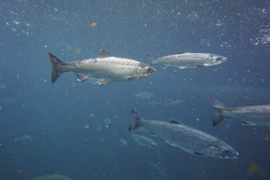 Juvenile coho salmon