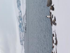 Penguins