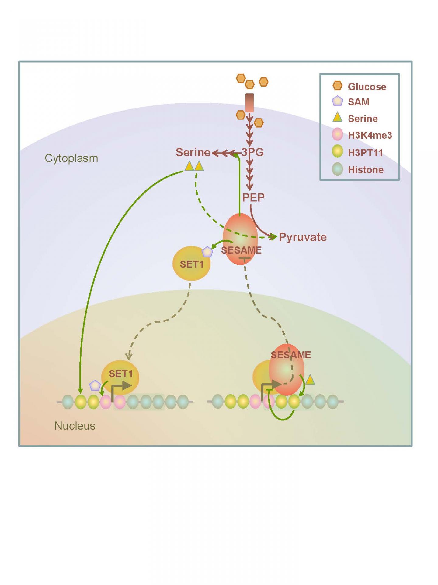 Auto-regulation Of PYK1 Expression