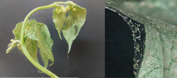 Spider mite infection of a bean plant. Images provided by Professor Isabel Diaz.