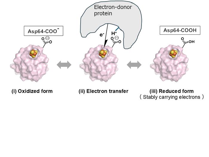 Fig. 2