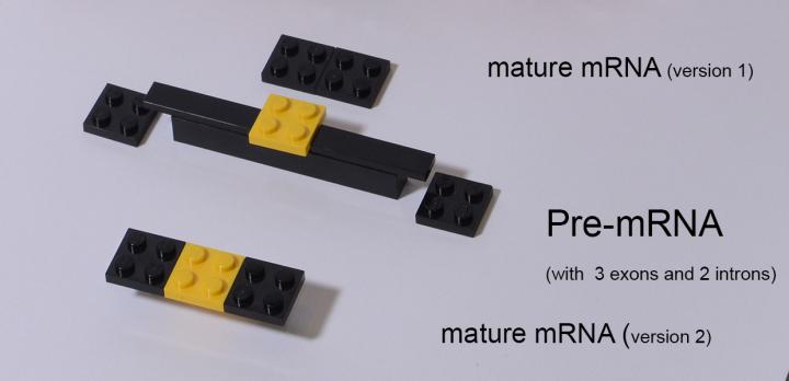 Lego Model of mRNA