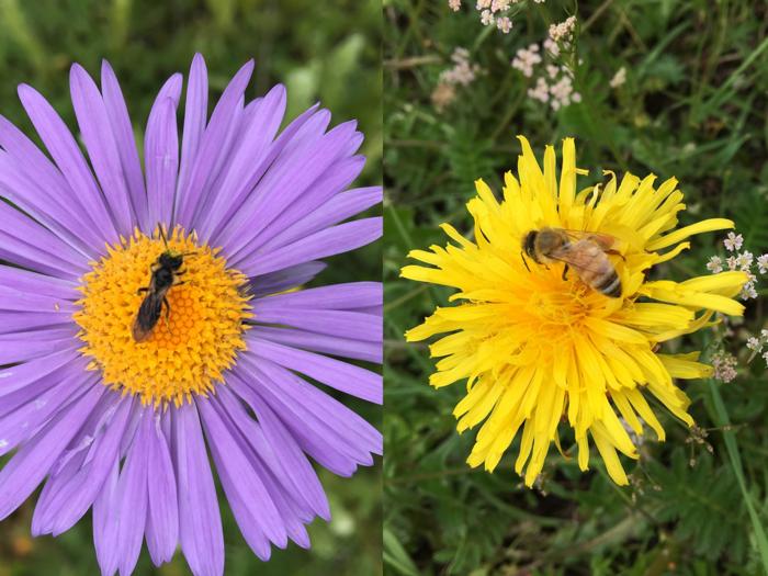 Bees on flowers