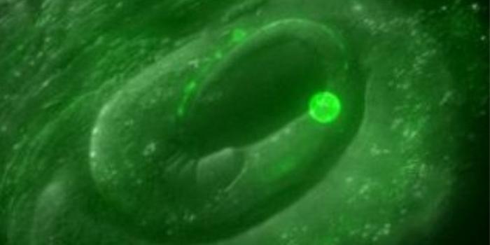 A roundworm embryo coiled up in its eggshell before hatching.