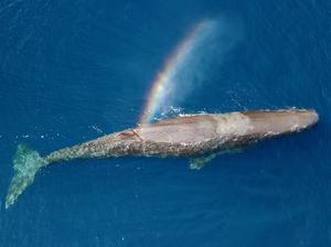 Sperm whale