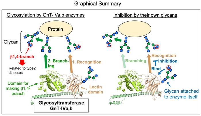 Self-glycan binding to N-acetylglucosaminyltransferase-IVa (GnT-IVa) and GnT-IVb reduces enzyme activity