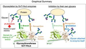 Self-glycan binding to N-acetylglucosaminyltransferase-IVa (GnT-IVa) and GnT-IVb reduces enzyme activity