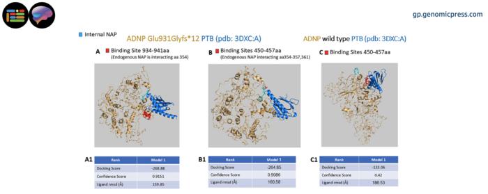 Docking of ADNP_Glu931Glyfs12 to the PTB protein