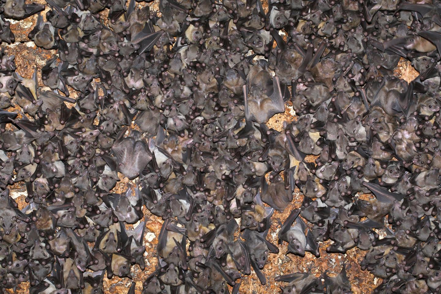 Bats Carefully Choose Their Interactions and Exhibit Consistent Foraging Strategies (2 of 7)