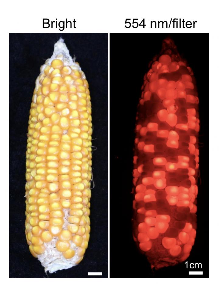 Fluorescent Corn