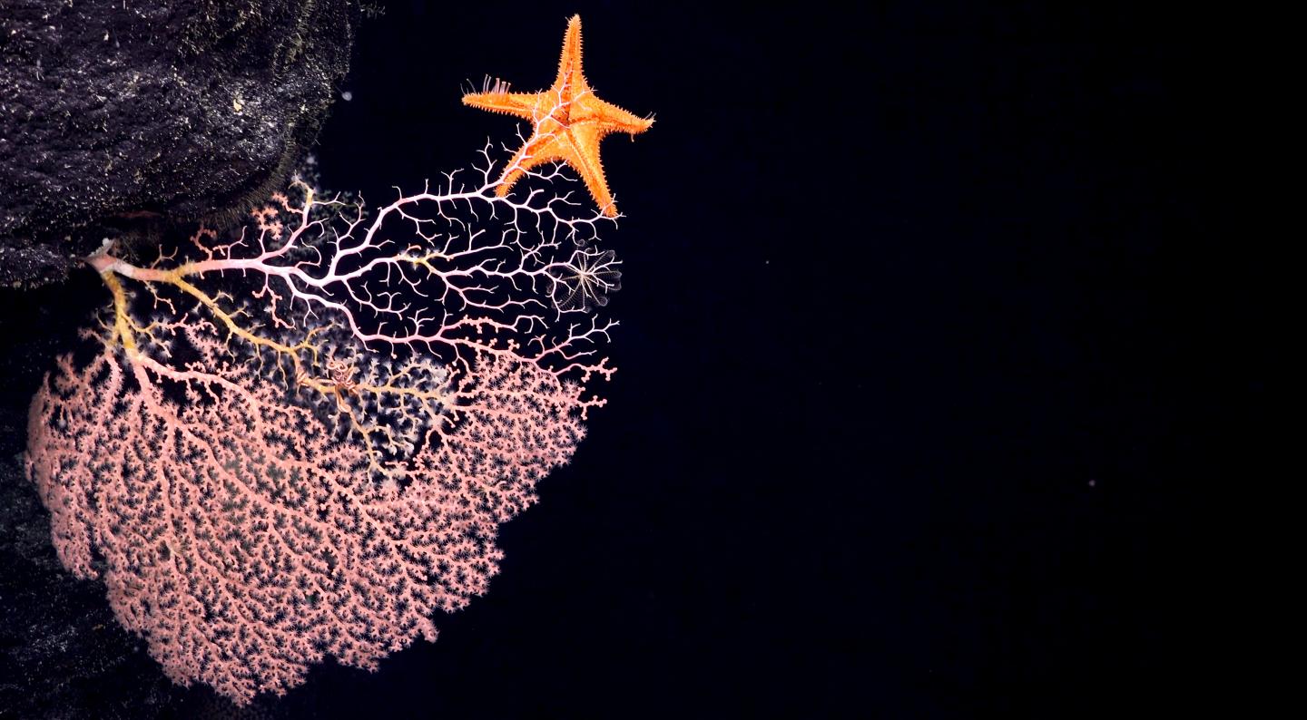 Precious coral grazed seastar