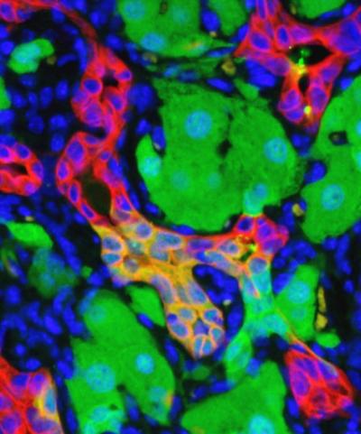 Cell Reprogramming During Liver Regeneration