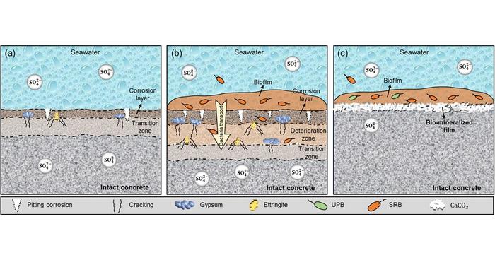 PolyU researchers introduce biomineralisation as a sustainable strategy against microbial corrosion in marine concrete