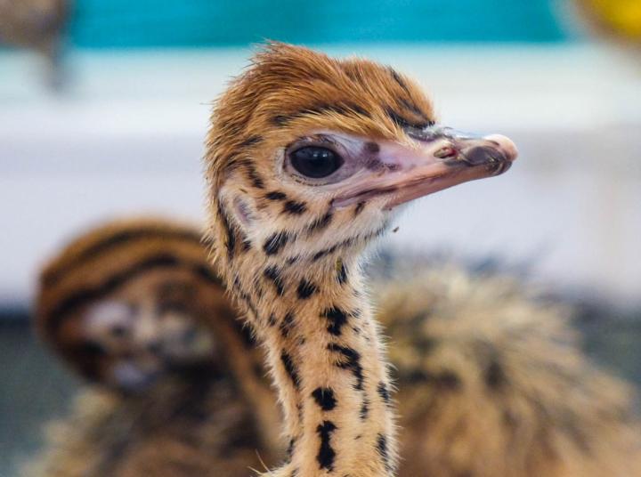 Ostrich Chick