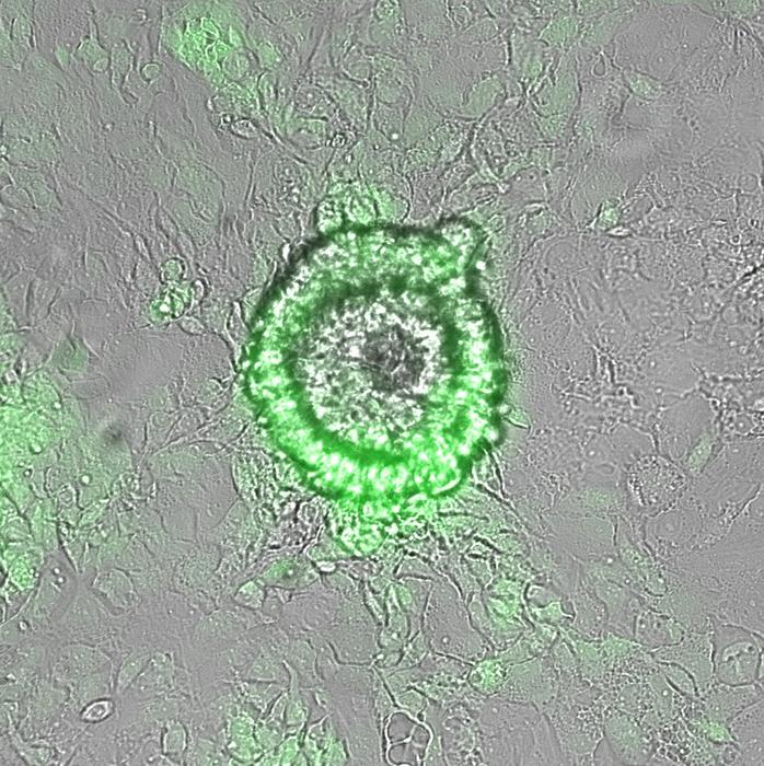 HeX-Embryoid model