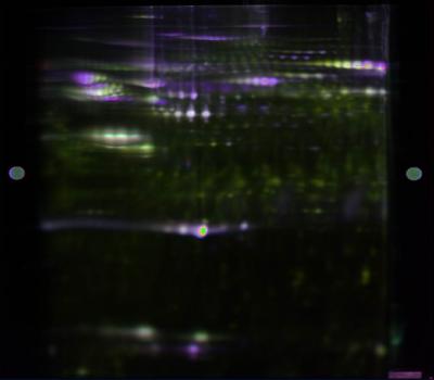 Searching for Proteins Involved in Laminitis