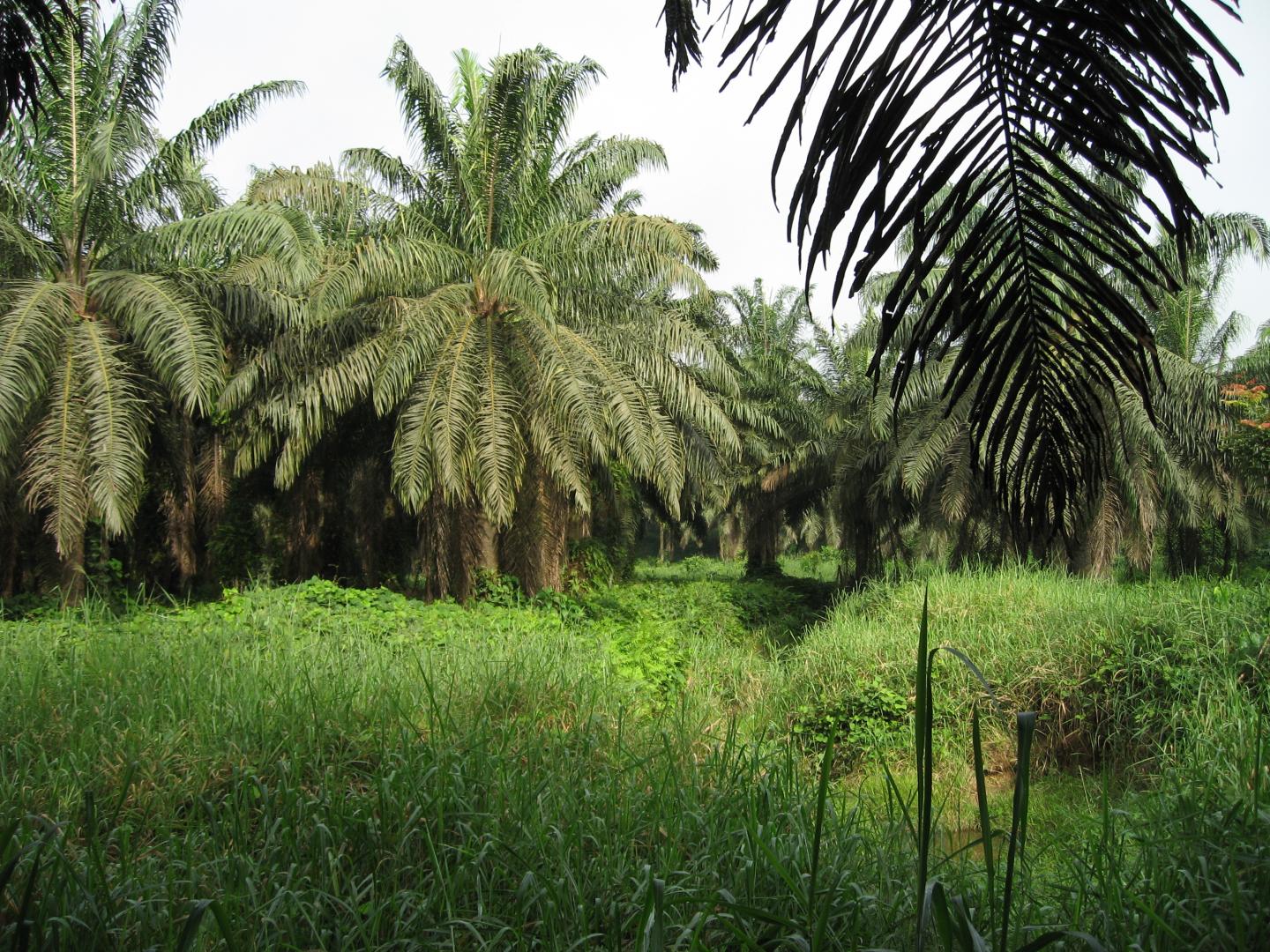 High-yield Palm Oil Farm in Ghana
