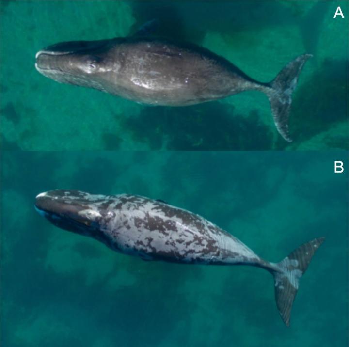 Molting bowhead whales likely rub on rocks to facilitate sloughing off skin