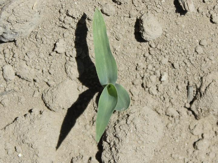 Sorghum Seedling [IMAGE] | EurekAlert! Science News Releases