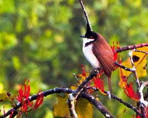 Red-whiskered bulbul